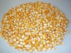 Animal Feed Corn Manufacturer Supplier Wholesale Exporter Importer Buyer Trader Retailer in Hyderabad Andhra Pradesh India
